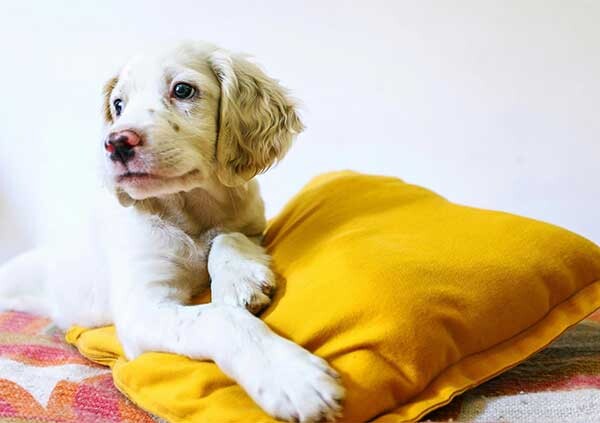 Pet friendly apartmani Grčka